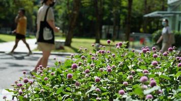 guangzhou stad, guangdong provins, Kina, 2022 - de skön blommor blomning i de trädgård i sommar foto