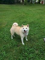 shiba hund 4 foto