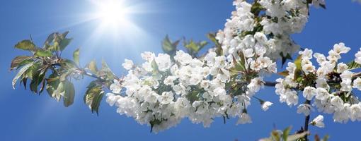 vacker gren av blommande träd på våren. foto