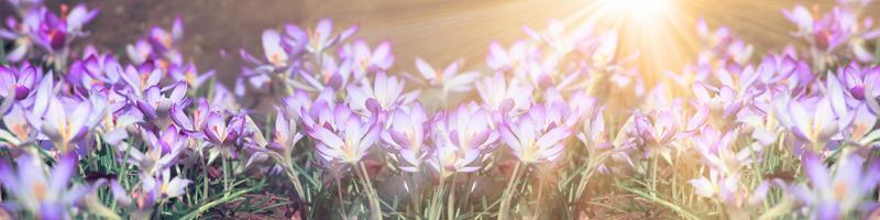 blommande lila krokusblommor i ett mjukt fokus på en solig vårdag foto