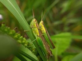 en par av grön gräshoppor på en blad av gräs. foto