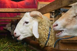 get eller lamm kambing Qurbån i djur- marknader till förbereda offer på eid al adha, idul adha, idul qurban. foto