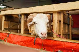 get eller lamm kambing Qurbån i djur- marknader till förbereda offer på eid al adha, idul adha, idul qurban. foto