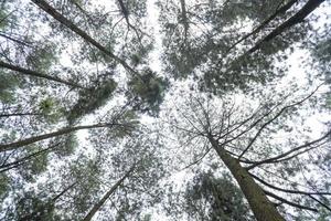 landskap naturskön av tall skog trädgård på de topp berg när regnig säsong med molnig och blå himmel. de Foto är lämplig till använda sig av för miljö bakgrund, natur affisch och natur innehåll media.