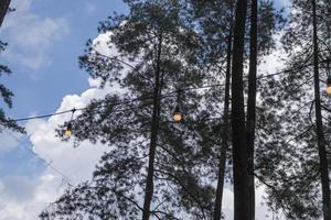 landskap naturskön av tall skog trädgård på de topp berg när regnig säsong med molnig och blå himmel. de Foto är lämplig till använda sig av för miljö bakgrund, natur affisch och natur innehåll media.