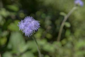 violett blomma på de vår trädgård med suddigt bakgrund när regnig säsong de Foto är lämplig till använda sig av för botanisk bakgrund, natur posters och natur innehåll media.