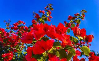 bougainvillea rosa röd blommor blommar i puerto escondido Mexiko. foto