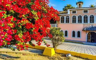 bougainvillea rosa röd blommor blommar i puerto escondido Mexiko. foto