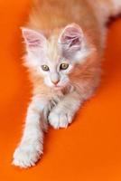 söt renrasig amerikan skog manlig kattunge på orange bakgrund. begrepp av föder upp renrasig katter foto