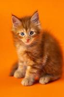 ung manlig amerikan långt hår Coon katt av Färg röd klassisk tabby Sammanträde på orange bakgrund foto