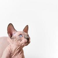 närbild se av skön 4 månader gammal kanadensisk sphynx katt med runda blå ögon foto