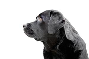 profil av labrador retriever isolera på vit bakgrund. porträtt av en ung labrador hund. foto