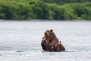 kamchatka brunbjörn foto