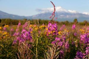 se av en fält med onagraceae skog blommor, selektiv fokus foto