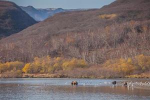 kamchatka brunbjörn foto