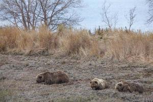 kamchatka brunbjörn foto