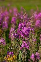 se av en fält med onagraceae skog blommor, selektiv fokus foto