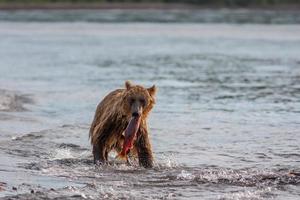 kamchatka brunbjörn foto