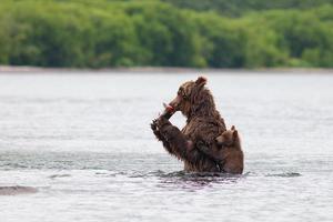 kamchatka brunbjörn foto