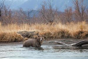kamchatka brunbjörn foto