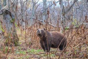 kamchatka brunbjörn foto