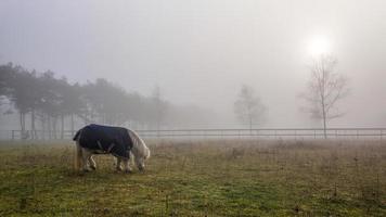 shetland ponny betning på en dimmig morgon- foto