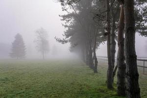 treelined hagar på en dimmig morgon- foto