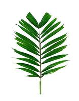 gröna blad mönster, tropiska palmblad isolerad på vit bakgrund foto