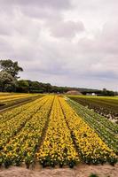 naturskön lantlig landskap foto