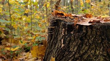 svamp på en stor stubbe i falla skog. skön höst kort för en affisch eller vykort. de stubbe är täckt svamp och höst löv. parasitisk svamp på träd. foto