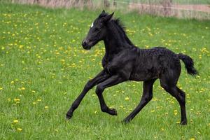 svart föl galopperar tvärs över de äng. krigsman, korsa mellan friesian och andulusiska häst. foto