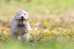 porträtt av poochon valp som kör i grönt gräs foto