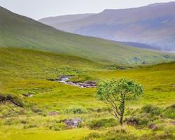 enda träd med röda bär mellan ljung och stenar i Isle of Skye, Skottland Storbritannien foto