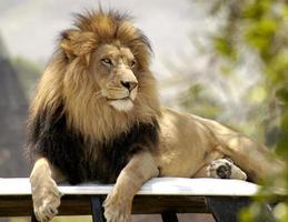 Sammanträde belåtet detta fantastisk manlig lejon utseende över hans stolthet och domän. foto