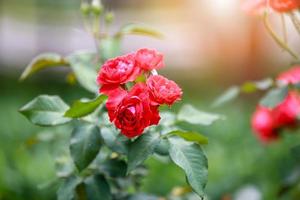 skön röd blommor reste sig bukett foto