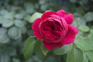 skön röd blommor reste sig bukett foto