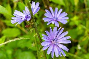 skönhet vild växande blomma cikoria vanlig på bakgrund äng foto