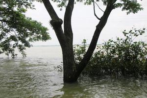 de lantlig områden av bangladesh tittade mycket skön under de översvämningar foto