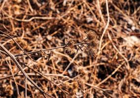 torr taggig kardborre växt i natur närbild. de taggig ört kardborre växt eller arctium växt från de asteraceae familj. torkades utsäde huvuden. mogen grader med skarp gripande krokar. foto