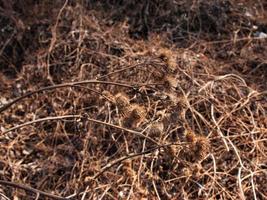 torr taggig kardborre växt i natur närbild. de taggig ört kardborre växt eller arctium växt från de asteraceae familj. torkades utsäde huvuden. mogen grader med skarp gripande krokar. foto