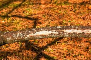 trunk av staghorn sumak i tidigt vår i de trädgård. de textur av de bark av de sumak buske. foto