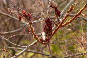 grenar med knoppar av staghorn sumak i tidigt vår i de trädgård. foto