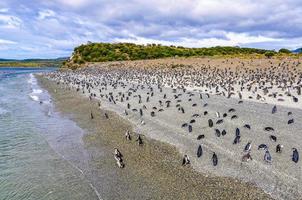ö av pingviner i beagle-kanalen, ushuaia, argentina foto