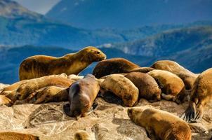 sälar och sjölejon, beagle channel, ushuaia, argentina foto