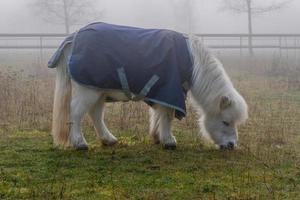 ponny betning på en dimmig morgon- foto