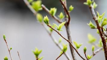 ung grön löv på en träd gren i vår. vår bakgrund. foto