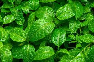 vackra gröna blad med droppar vatten