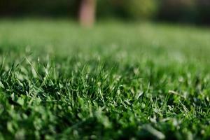 grön vår gräs växande i en clearing, tagen närbild i solljus foto