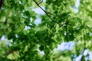 de vår natur av de stor träd i de ek skog, ung grön löv på de grenar foto