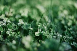 ung grön löv fock närbild, färsk gräsmatta gräs i sommar på de jord i solljus för en skärm sparare, falsk upp foto